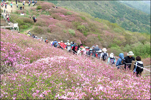 산을 좋아하는 사람들이 철쭉의 계절에 빼놓지 않고 찾는 곳이 지리산 바래봉이다. 